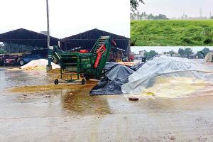 Heavy Rain: सुनाम में हुई तेज बारिश, मुरझाए किसानों के चेहरे