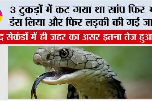 Snake News: 3 टुकड़ों में कट गया था सांप फिर भी डंस लिया और फिर लड़की की गई जान