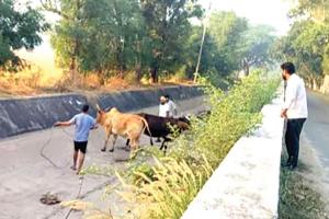 मानवता: बेजुबानों की पुकार पर फरिश्ता बनकर पहुँचे सेवादार