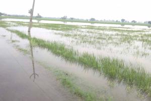 खराब फसलों के मुआवजे का लम्बा होता जा रहा इंतजार, किसान परेशान