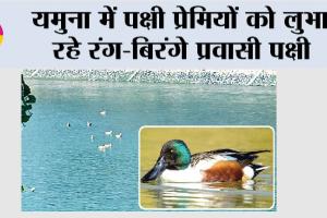 Kalesar National Park: यमुना में पक्षी प्रेमियों को लुभा रहे रंग-बिरंगे प्रवासी पक्षी 