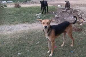 कलायत में पागल कुत्ते का आतंक, रेबीज संक्रमण फैलने की गहरी दहशत, अस्पताल में वैक्सीन खत्म