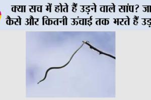 Snakes News: क्या सच में होते हैं उड़ने वाले सांप? जानें कैसे और कितनी ऊंचाई तक भरते हैं उड़ान