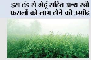 Agriculture News: इस ठंड से गेहूं सहित अन्य रबी फसलों को लाभ होने की उम्मीद
