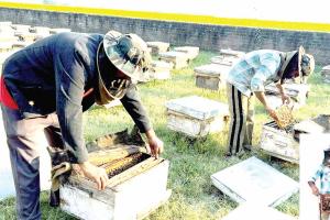 Beekeeping: मैदानी खेतों से पहाड़ी बागानों तक पहुंच रखने वाले मौन पालकों का शहद अर्थशास्त्र है अजब 