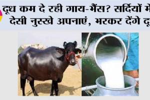 Farmers News: दूध कम दे रही गाय-भैंस? सर्दियों में ये देसी नुस्खे अपनाएं, भरकर देंगे दूध