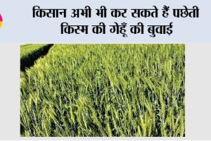 किसान अभी भी कर सकते हैं पछेती किस्म की गेहूँ की बुवाई
