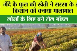 Sirsa: गेंदे के फूल की खेती ने सरसा के इस किसान को बनाया मालामाल, लोगों के लिए बने रोल मॉडल