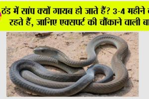 Snake News: ठंड में सांप क्यों गायब हो जाते हैं? 3-4 महीने कहाँ रहते हैं, जानिए एक्सपर्ट की चौंकाने वाली बात