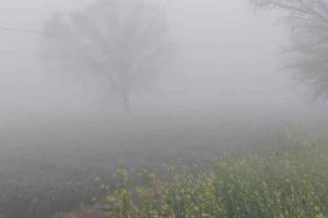 Rajasthan Weather Update: छाया घना कोहरा, अब पश्चिमी विक्षोभ की आहट, मावठ के आसार
