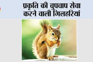 Lucky Animal Squirrel: प्रकृति की चुपचाप सेवा करने वाली गिलहरियां