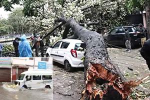 पंजाब में भारी बारिश व तेज हवाओं से जनजीवन प्रभावित, कई स्थानों पर गिरे पेड़ व बिजली के खंभे हुए क्षतिग्रस्त