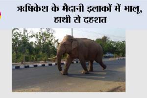 ऋषिकेश के मैदानी इलाकों में भालू, हाथी से दहशत