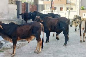 सेक्टर 6 निवासियों ने नगर परिषद से समस्या समाधान की लगाई गुहार