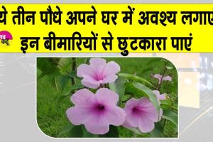 Medicinal Plants: इन 3 पौधों का हो घर में सहारा, त्वचा और पेट संबंधी रोगों से मिलेगा छुटकारा