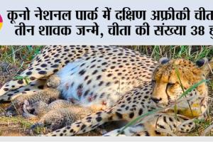 कूनो नेशनल पार्क में दक्षिण अफ्रीकी चीता ने तीन शावक जन्मे, चीता की संख्या 38 हुई