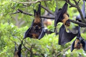 Bangladesh Nipah Virus: बांग्लादेश में निपाह वायरस! महिला की मौत से हड़कंप, एशियाई देश हुए सतर्क