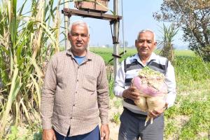 Shalgam: किचन गार्डन में ऑर्गेनिक तरीके से उगा ली 8 किलो की शलगम 