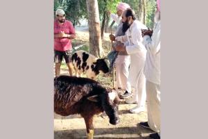 Welfare Work: सेवादारों ने नहर में गिरे बछड़ों को सुरक्षित बाहर निकाला