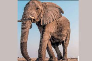 Elephant: 84 वर्षीय हथनी की बीमारी के चलते मौत