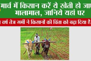 Farmers News: मार्च में किसान करें ये खेती, हो जाएंगे मालामाल, जानिये यहां पर