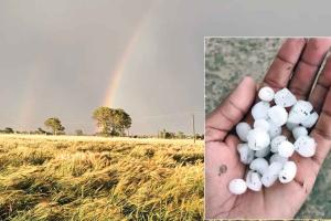 फिरोजपुर में ओलावृष्टि, आसमान में दिखीं दो सतरंगी इंद्रधनुष