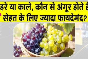 Grapes Benefits: जानिए हरे और काले अंगूर में से कौन से हैं ज्यादा पौष्टिक? क्या कहता है आयुर्वेद?