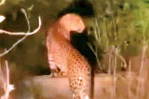 Leopard News: आबादी क्षेत्र में तेंदुआ दिखने से मचा हड़कंप, वीडियो तेजी से हो रहा वायरल