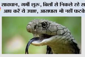 Snake News: सावधान, गर्मी शुरू, बिलों से निकले रहे सांप, आप करें ये उपाए, आसपास भी नहीं फटकेंगे