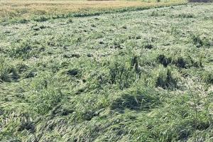 बेमौसम आंधी-बारिश से गेंहू व सरसों की फसल गिरी, पेड़ टूटे