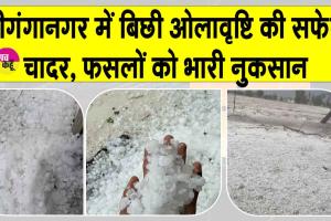 श्रीगंगानगर में भारी ओलावृष्टि से जमीन हुई सफेद, किसानों की फसलें बर्बाद