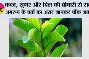 Benefits of Guava: कब्ज, शुगर और दिल की बीमारी से राहत—अमरूद के पत्तों का असर जानकर चौंक जाएंगे