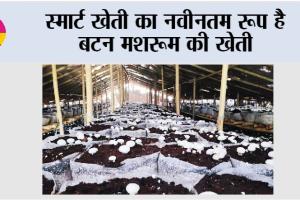 Smart Farming: स्मार्ट खेती का नवीनतम रूप है बटन मशरूम की खेती