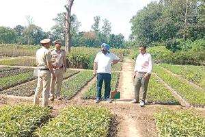 छछरौली के जंगलों और नर्सरियों का उच्चाधिकारियों ने निरीक्षण कर दिए सख्त निर्देश