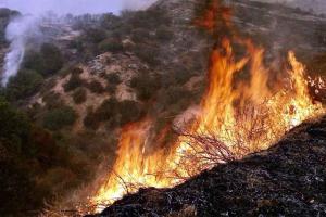 Northern Japan Wildfires: जापान के जंगलों में तेजी से फैल रही आग, काबू पाना हो रहा काफी मुश्किल