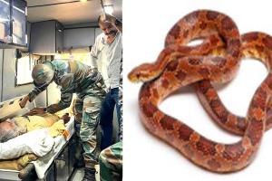 Snake News: गर्मी बढ़ते ही घरों तक पहुंच रहे सांप, केरल में सांप डसने की घटनाओं में अचानक उछाल