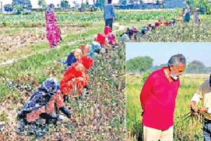 Lahsun ki Kheti: हरियाणा में किसानों का लहसुन की खेती की ओर बढ़ा रूझान, मेरी फसल मेरा ब्योरा पोर्टल पर बढ़ा क्षेत्रफल 