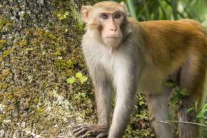 Monkeys: आदर्श महिला महाविद्यालय में बंदरों का आतंक, छात्राओं की सुरक्षा पर मंडराया खतरा