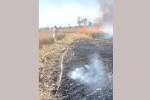Wheat Crop Fire: खड़ी फसल में लगी अचानक आग, ग्रामीणों ने पाया काबू