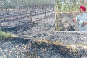 Crops and Trees Burned: हाईटेंशन तारों की चिंगारी से खेत में आग, साढ़े 3 एकड़ गेहूं की फसल और 1100 पोपलर पेड़ जले