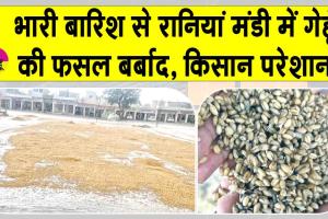 Sirsa Rains: रानियां मंडी हुई पानी-पानी! बारिश से 60-70 प्रतिशत तक फसल बर्बाद, खरीद ठप