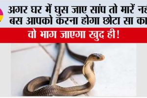 Snake News: अगर घर में घुस जाए सांप तो मारें नहीं, बस आपको करना होगा छोटा सा काम वो भाग जाएगा खुद ही!