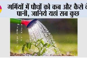 Summer Plant Tips: गर्मियों में पौधों को कब और कैसे दें पानी, जानिये यहां सब कुछ