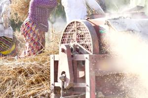 खेत में गेहूं निकालते समय थ्रैशर की चपेट में आने से किसान की मौत