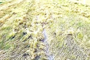 कुदरती कहर: संगरूर में बारिश और ओलावृष्टि से गेहूं की फसल तबाह