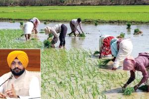 धान सीजन में किसानों को मिलेगी निर्बाध आठ घंटे ‘बिजली सप्लाई’