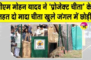 Kuno National Park News: मुख्यमंत्री मोहन यादव ने दो मादा चीता खुले जंगल में छोड़ी