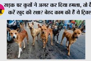Dog httack Safety Tips: सड़क पर कुत्तों ने अगर कर दिया हमला, तो कैसे करें खुद की रक्षा? बेहद काम की हैं ये ट्रिक्स!
