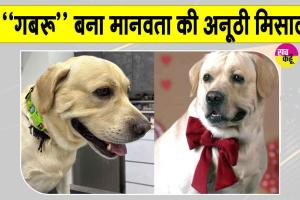 अब पालतू लेब्राडोर डॉग “गबरू” बना मानवता की अनूठी मिसाल, किया रक्तदान 