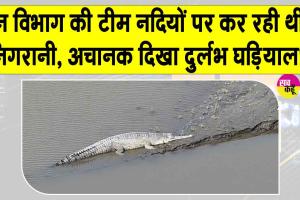 Gharial News: वन विभाग की गश्ती टीम नदियों के क्षेत्र में कर रही थी निगरानी, अचानक दिखा दुर्लभ घड़ियाल! 